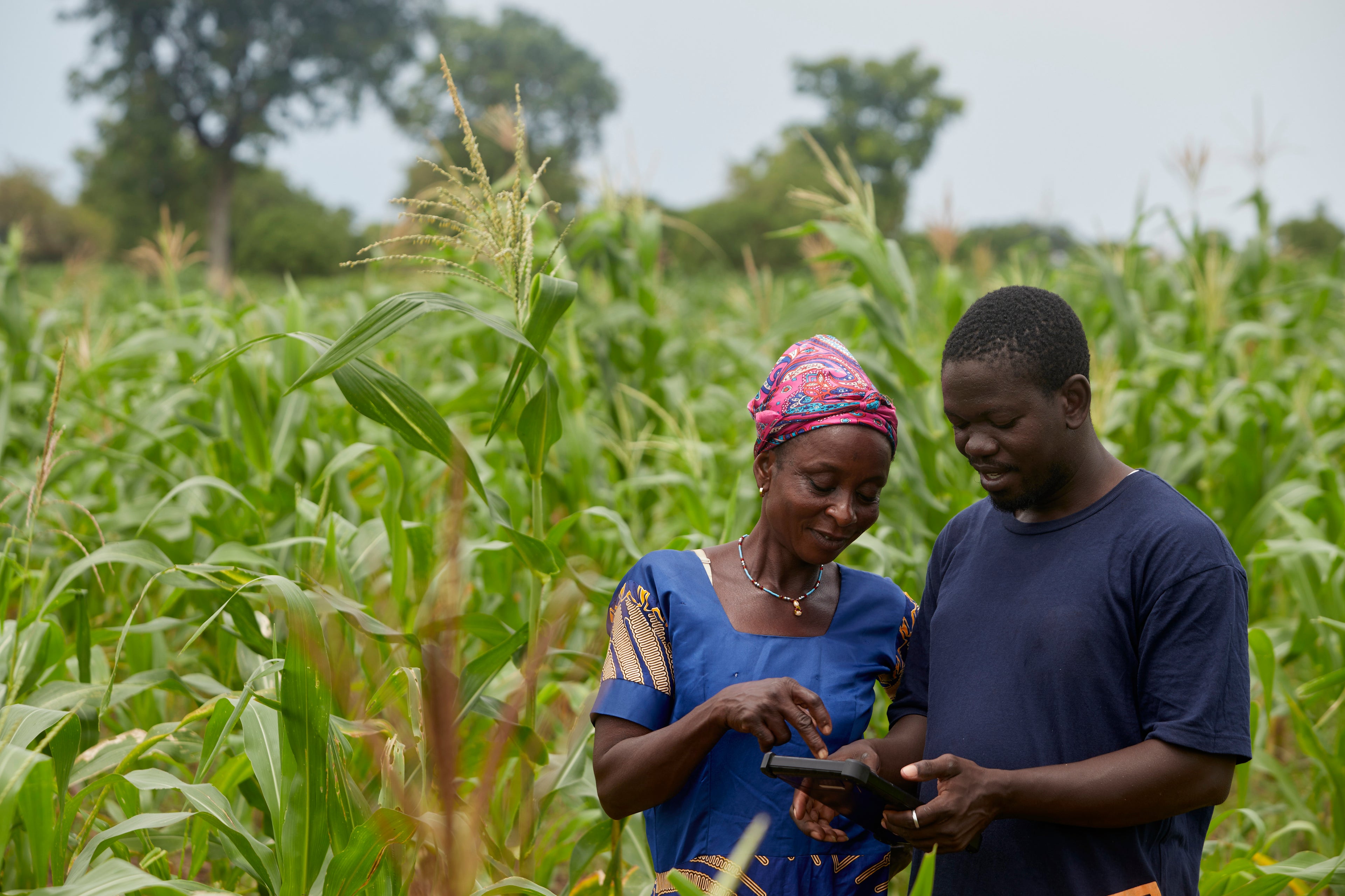 Natuurherstel herbebossing in Afrika